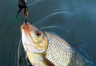 4 Days Sport Fishing and Wildlife Safari