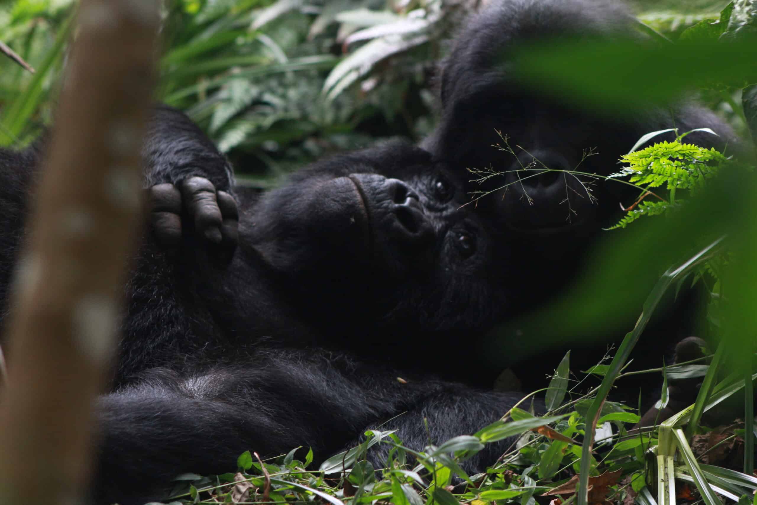Gorillas Bwindi