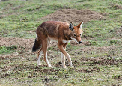 3 Days Bale Mountains Wildlife Safari