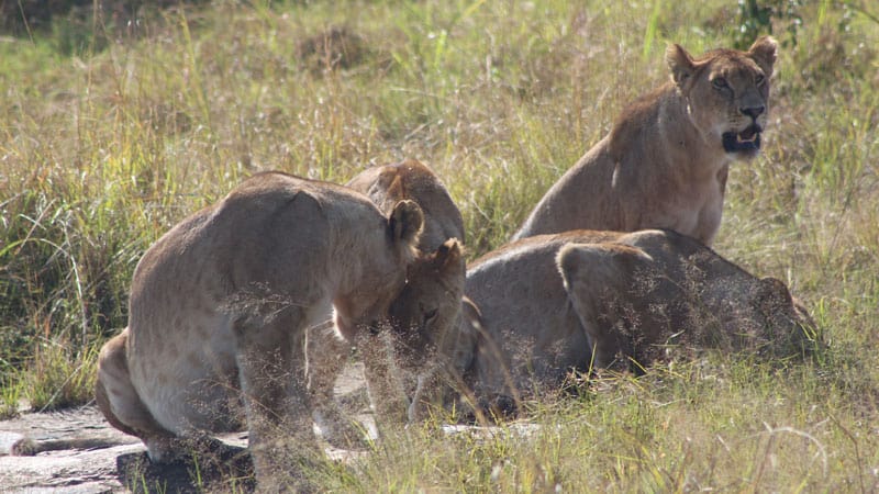 Kubwa Five Safaris 13