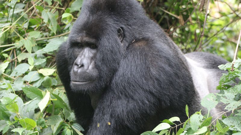 Kubwa Five Safaris 22