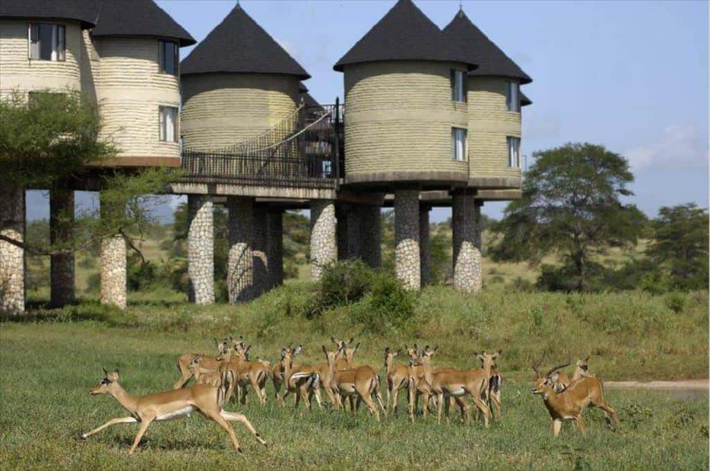 Saltlick Impala