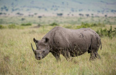 6-Day Incredible Trotters Safari