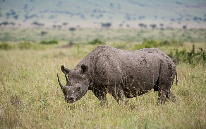 Black Rhino