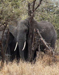 2 Days Tanzania Safari