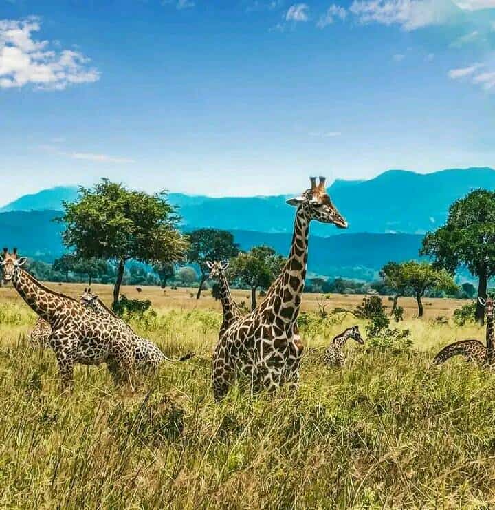 2 Twiga