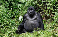 6 Days Private Uganda Primate Explorer