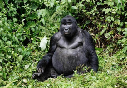 6 Days Private Uganda Primate Explorer