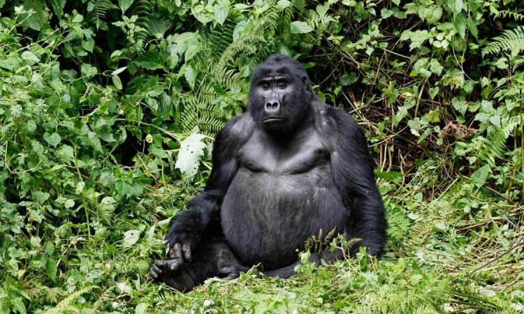 2021 Park Entry Fees For Bwindi Impenetrable National Parks 750x450 1