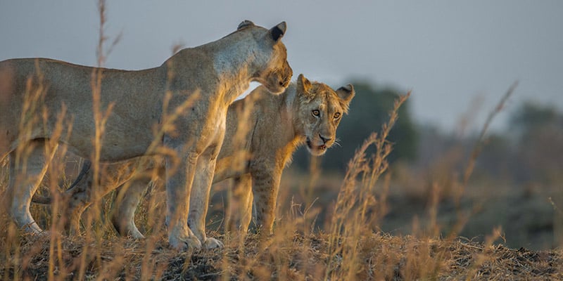 2 Days Tanzania Safari Mikumi National Park From Zanzibar 1664533624