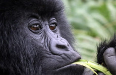 3-Day Gorilla Tracking