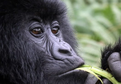 3-Day Gorilla Tracking