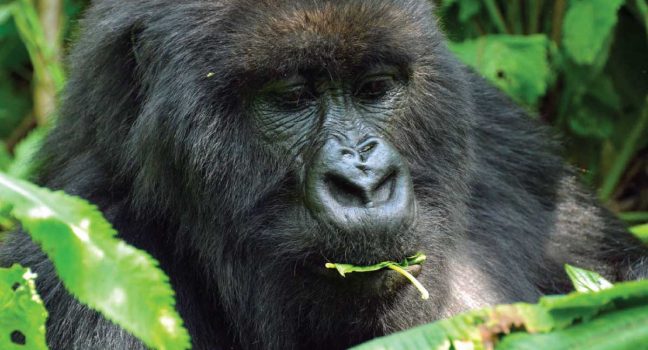 4 Days Bwindi Gorilla Trekking X