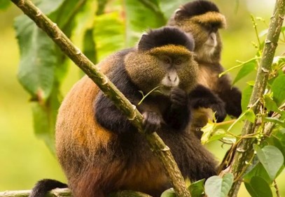 6 Days Gorilla & Golden Monkeys in Mgahinga