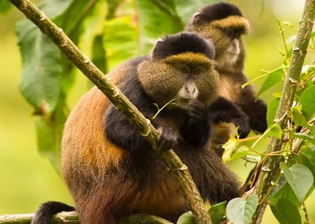 448274 Golden Monkeys Volcanoes National Park