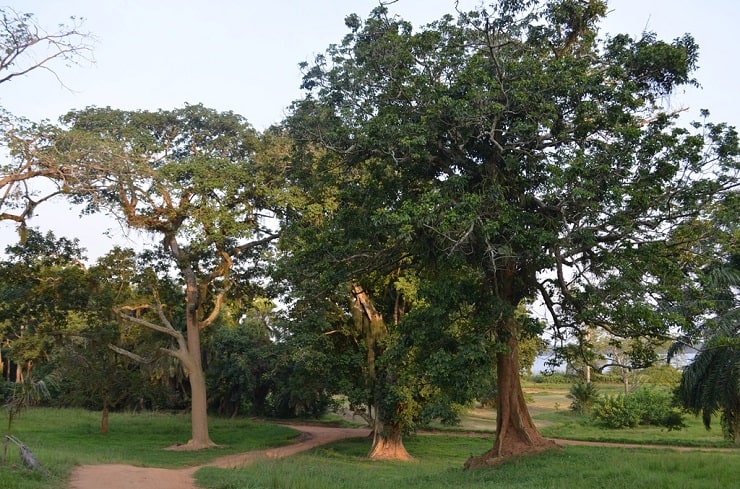 Botanical Gardens Lakatosafaris