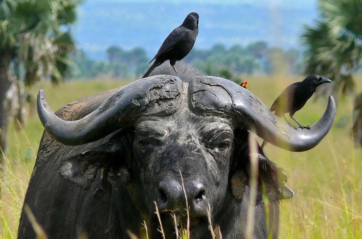 Bufallo Lakato Safaris