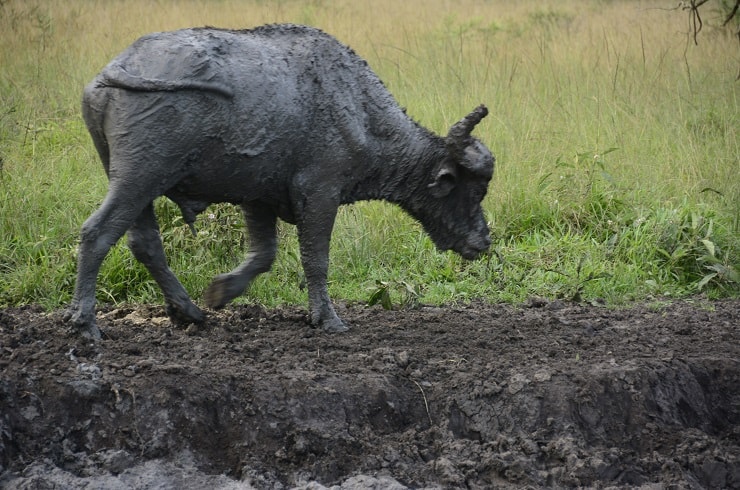 Buffalo Lakatosafaris