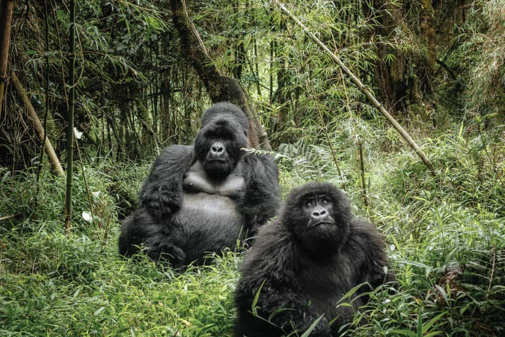 Bwindi Impenetrable National Parksssas