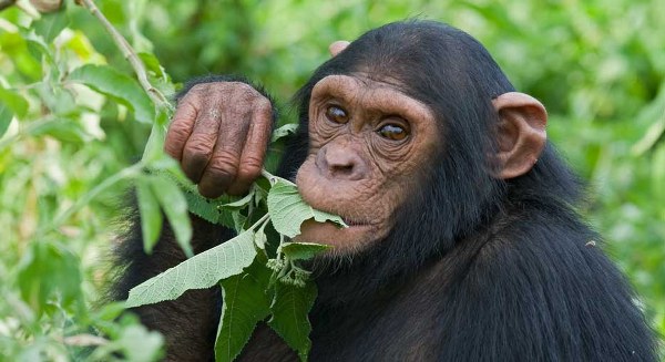 Chimpanzee Lakatosafaris