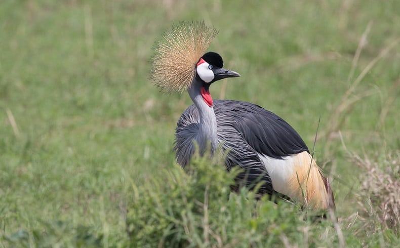 Crane Lakatosafaris
