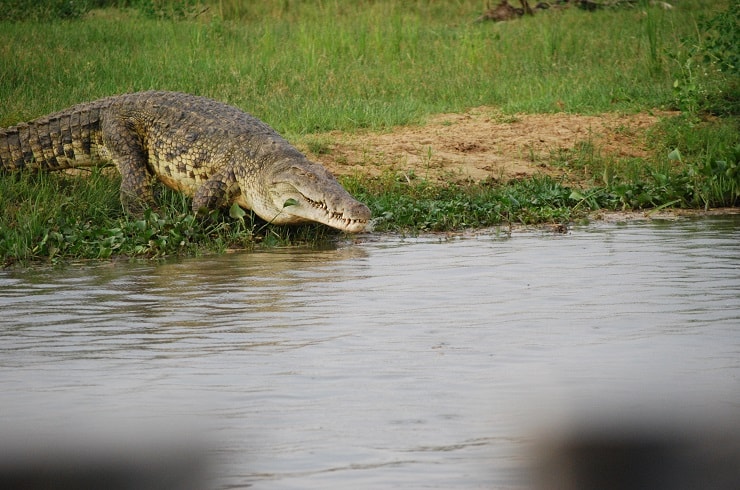 Crocdile Lakatosafaris