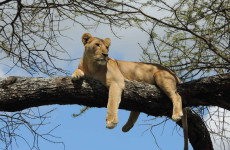 5-Day Big Five Luxury Tanzania Safari