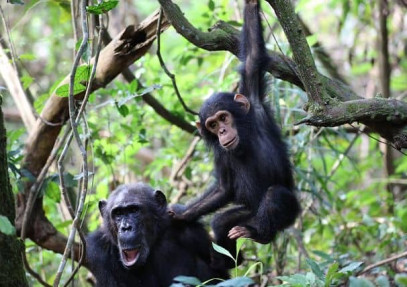 5-Day Paradise of Chimpanzees Trek