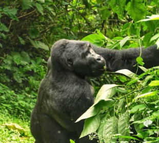 3 Days Uganda Gorilla Trekking