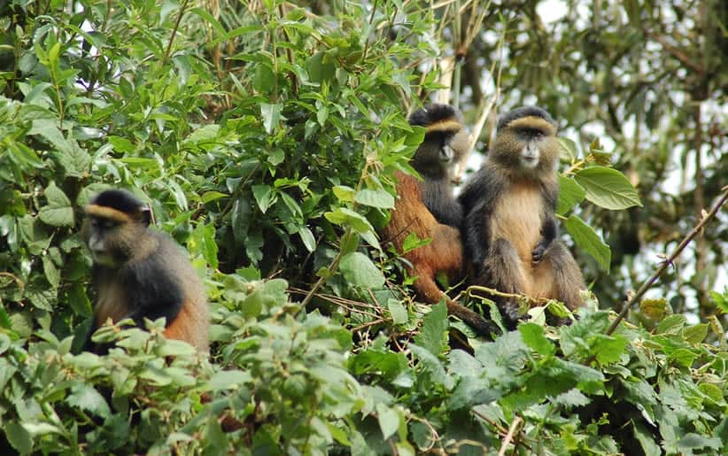 Golden Monkey Tours 1