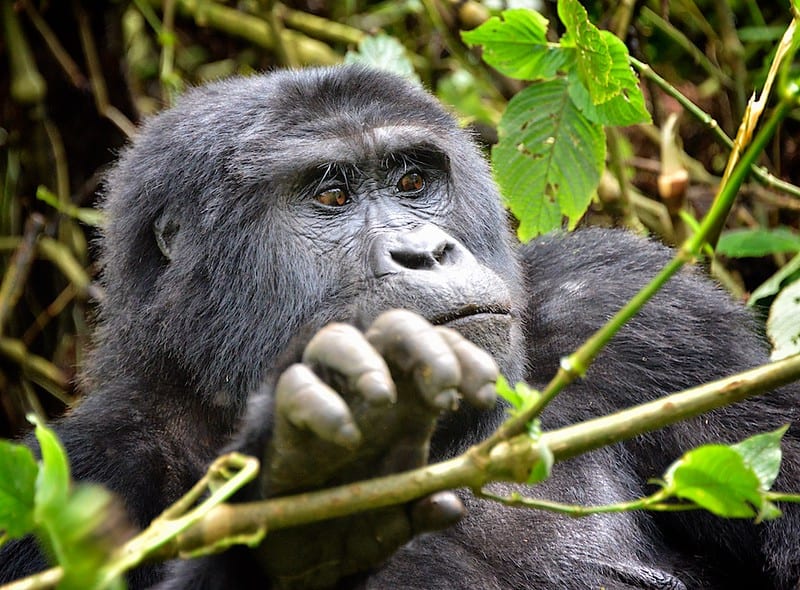 Habitutaion Gorilla Lakatosafaris