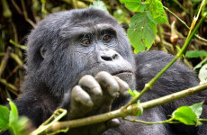 8 Days Uganda Chimpanzee & Gorilla Experience