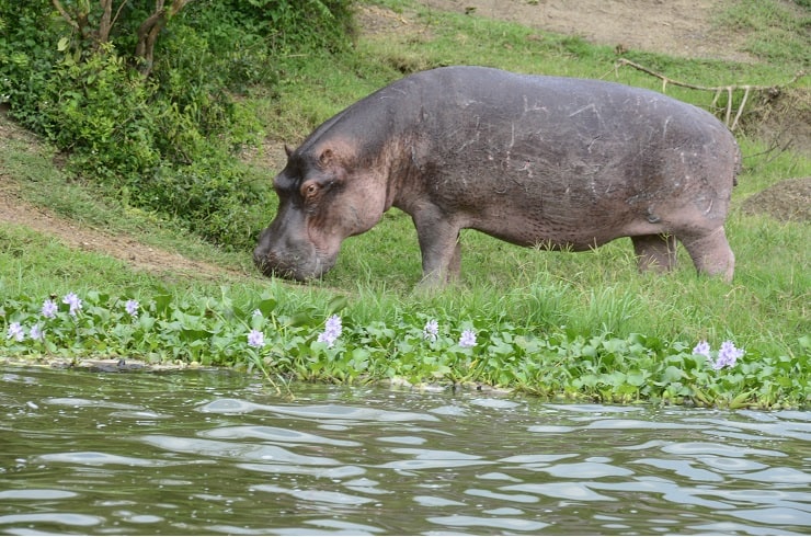Hippo Lakatosafaris 