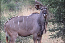 10-Day Masai Mara & Zanzibar Safari