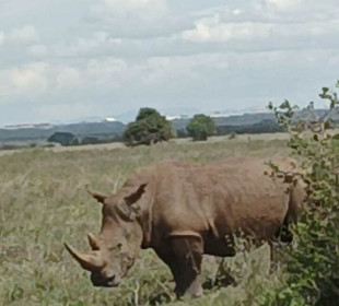 5-Day Lake Naivasha, Lake Nakuru & Mara Safari