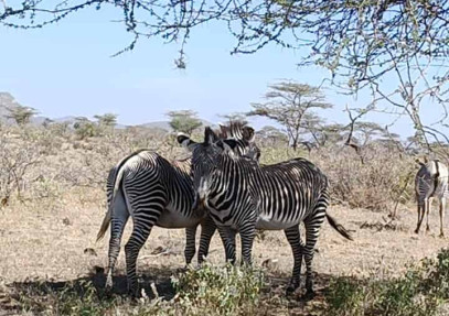 4-Day Masai Mara & Lake Naivasha Budget Safari