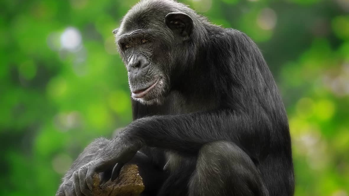 Kibale National Park 2
