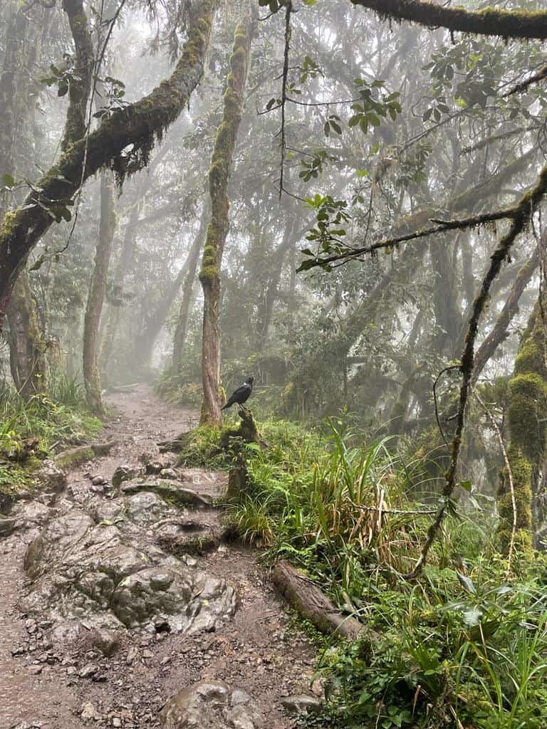 Kili 1 (2)