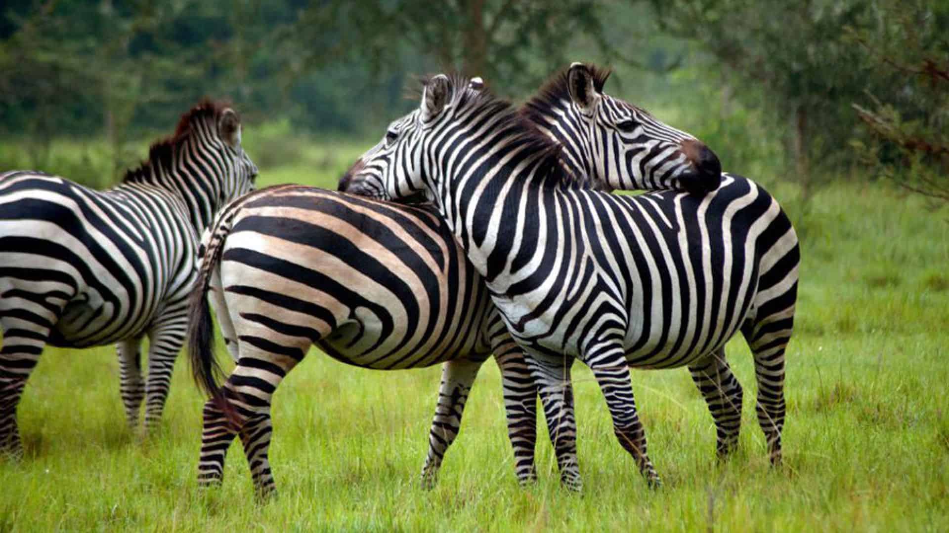 Lake Mburo National Park (1)