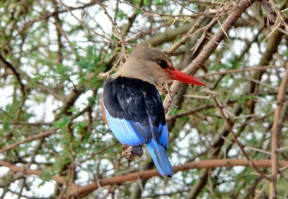 6-Day Lodge Safari Tanzania