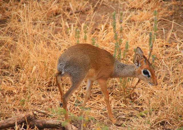 Mnyara 225