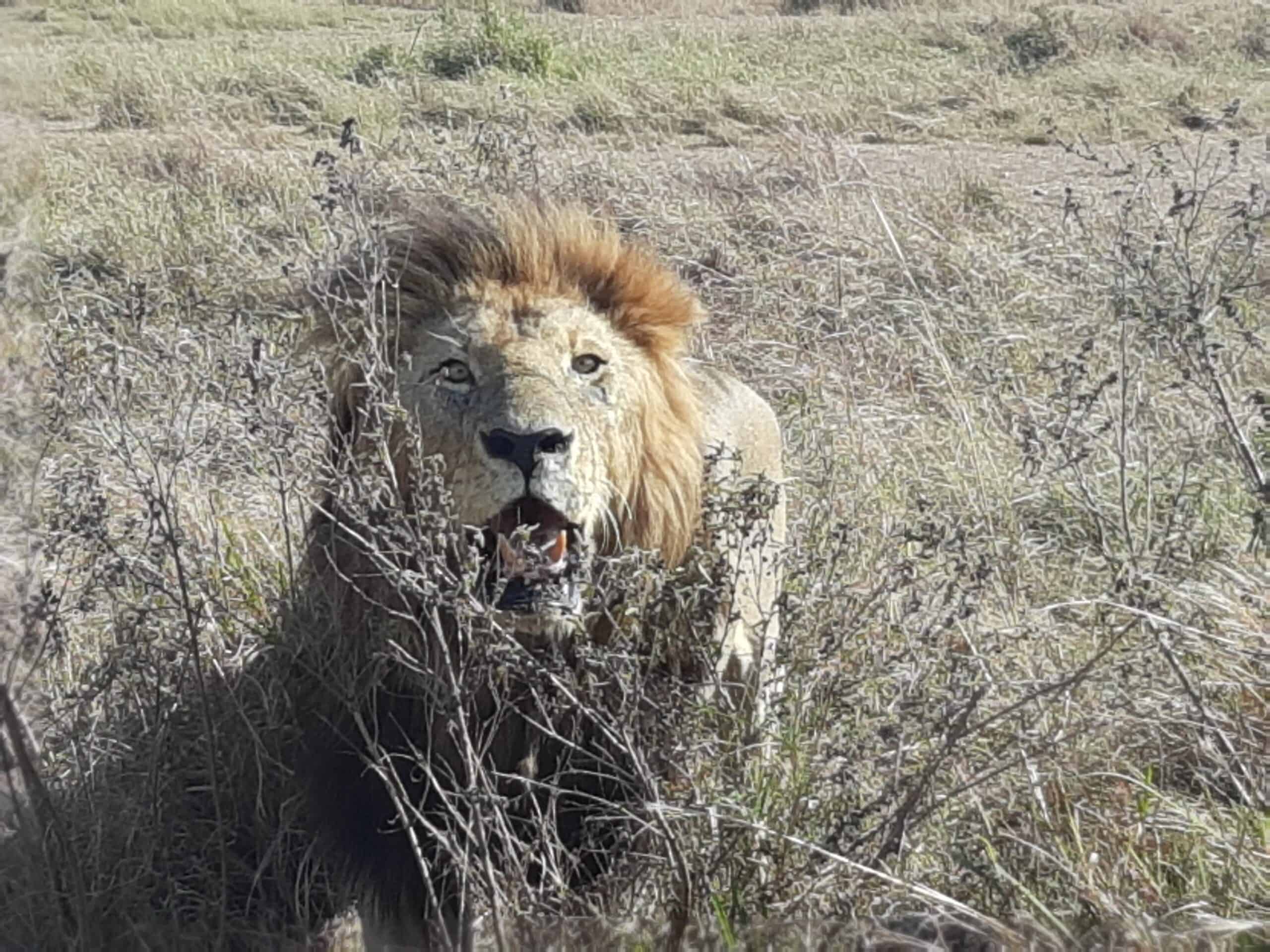 Nature In Paradise Safaris (1)