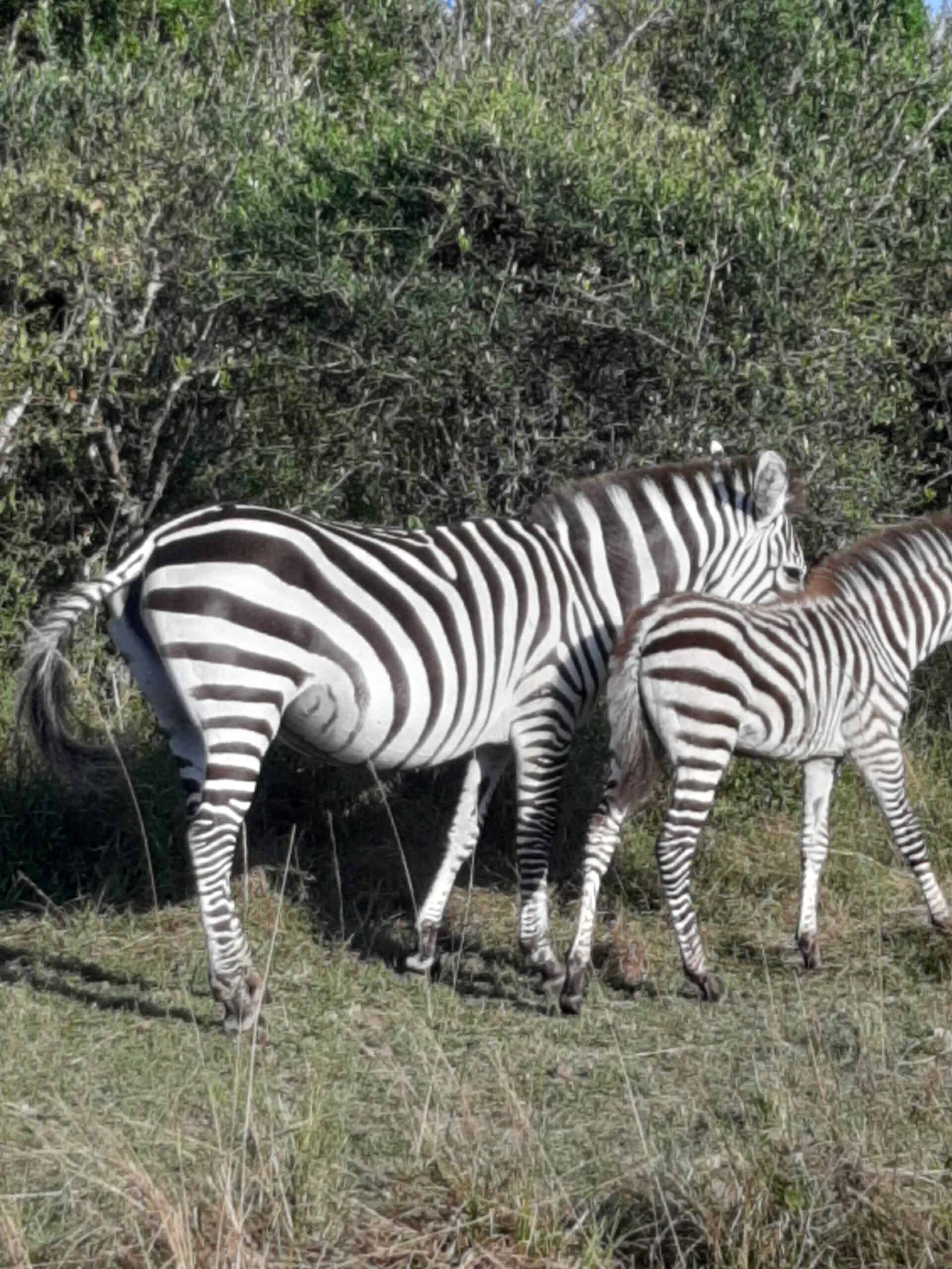 Nature In Paradise Safaris (10)