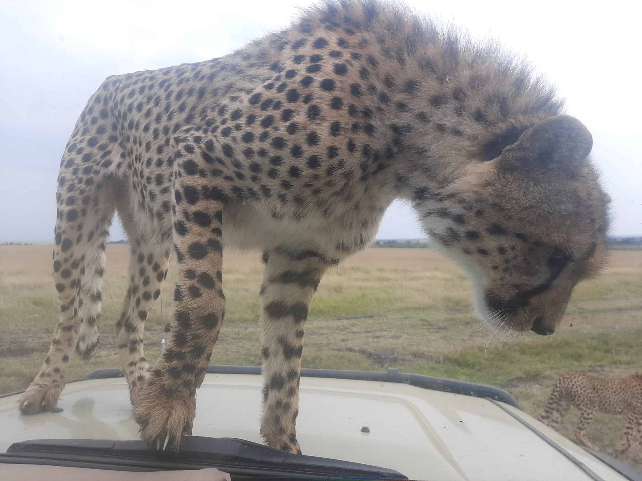 Nature In Paradise Safaris (21)