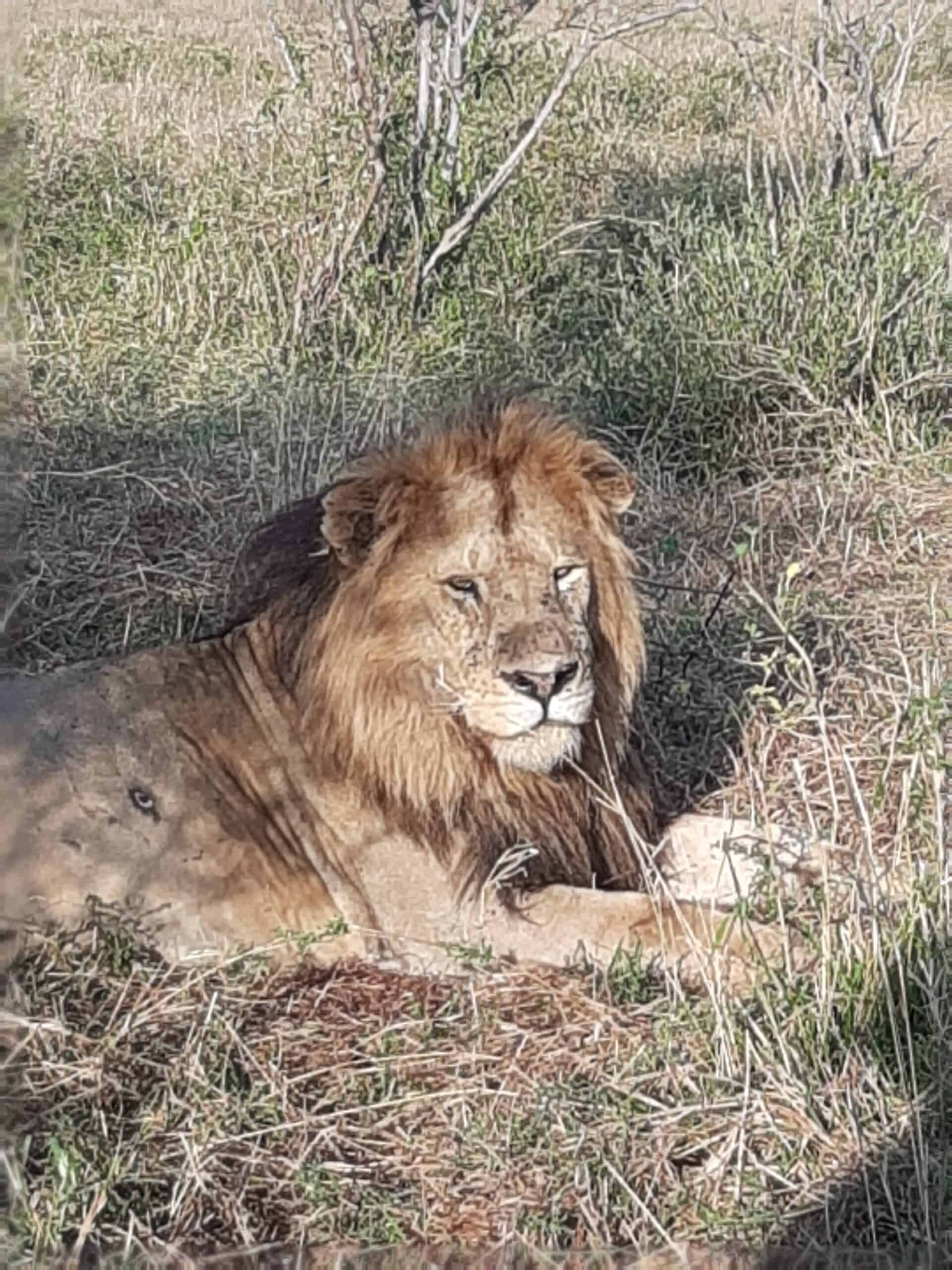 Nature In Paradise Safaris (3)
