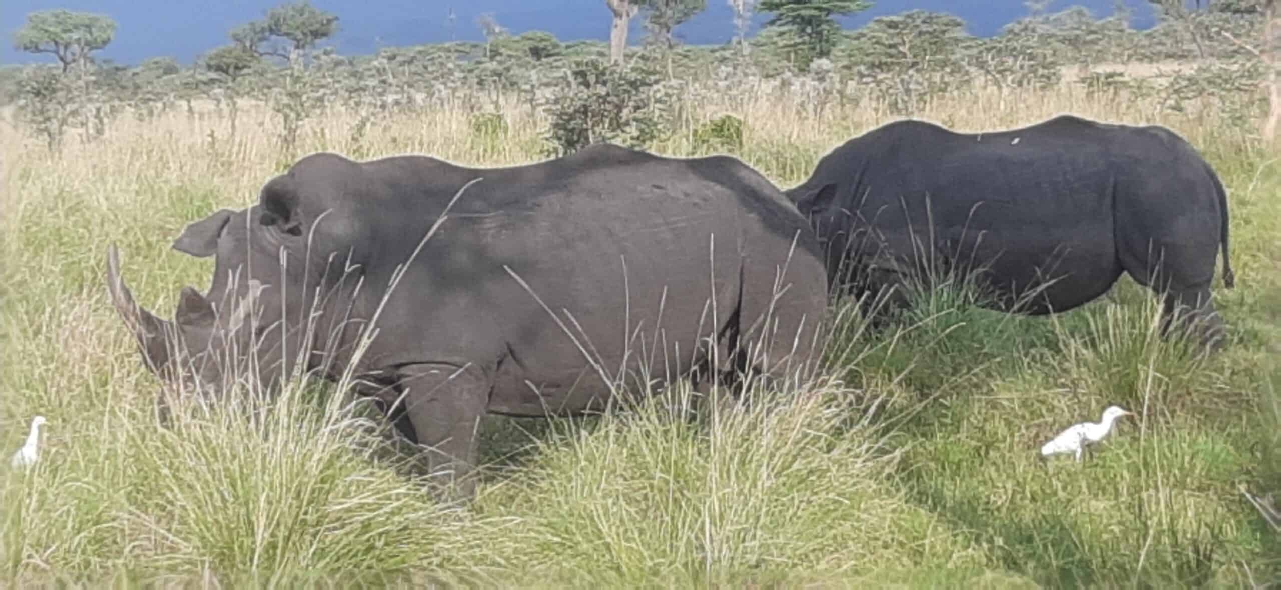 Nature In Paradise Safaris (30)