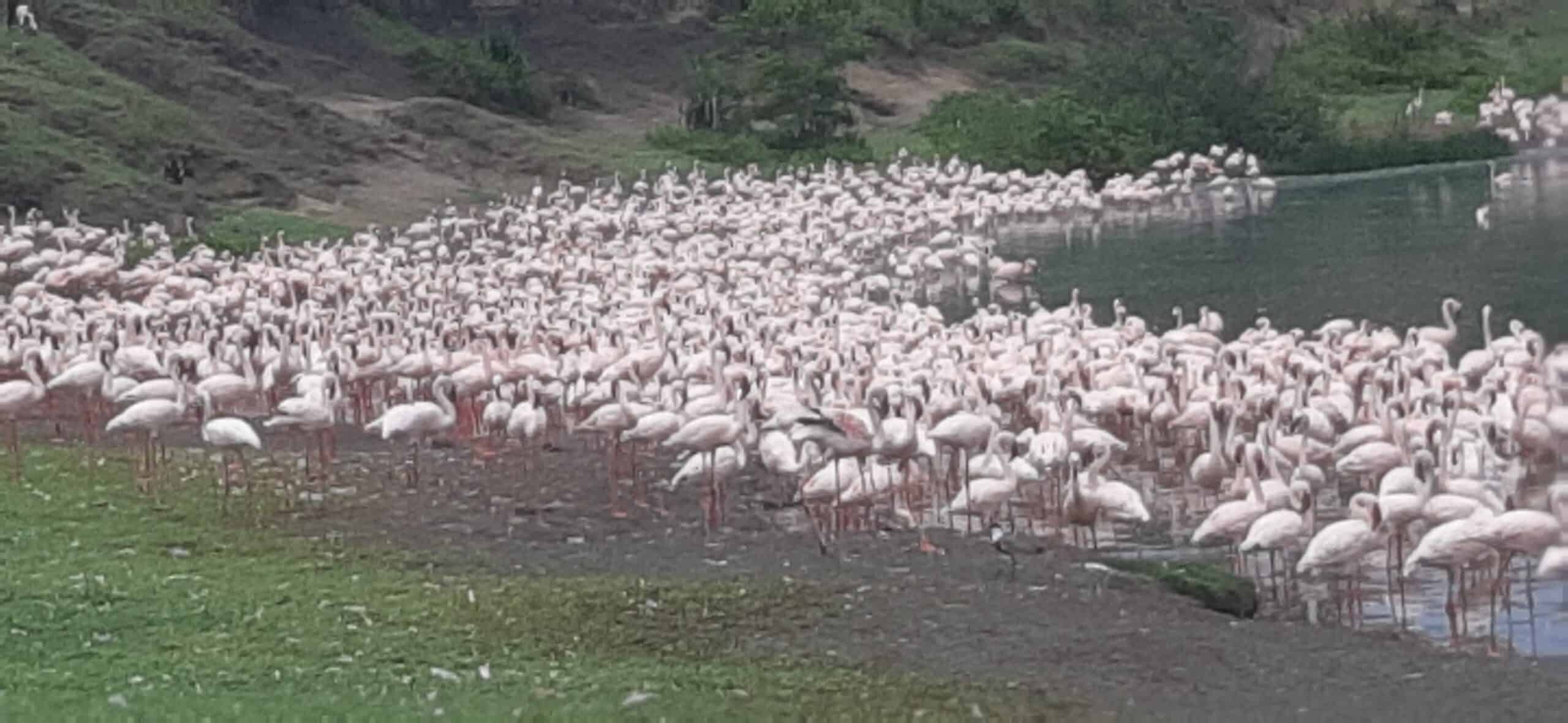 Nature In Paradise Safaris (32)