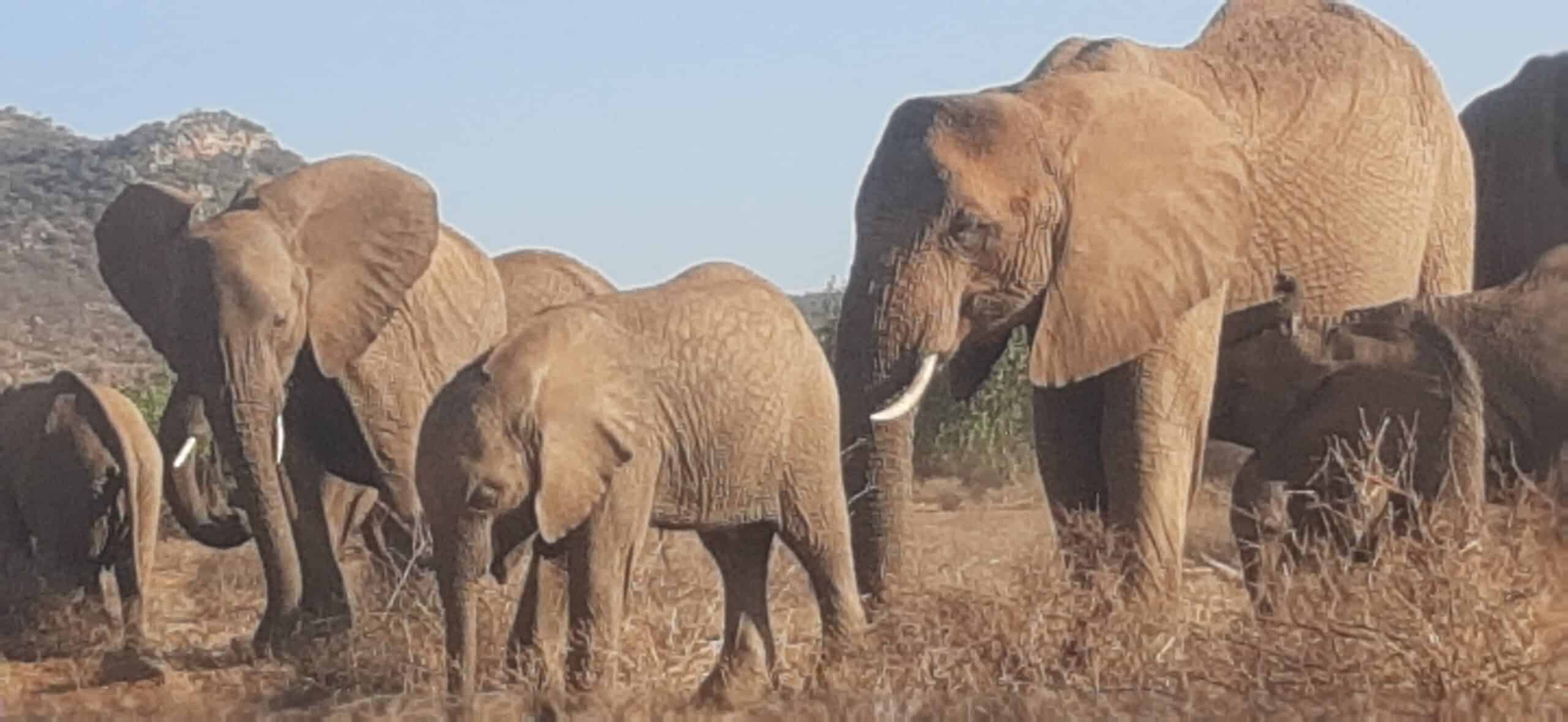 Nature In Paradise Safaris (33)