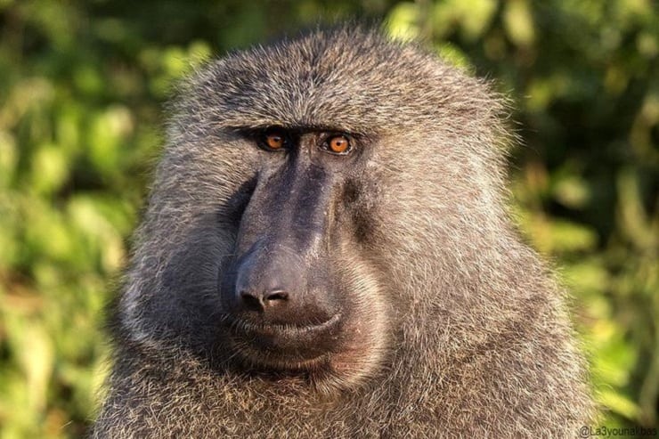 Olive Baboon Lakatosafaris