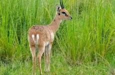 4 Days Murchison Falls National Park